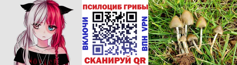 Галлюциногенные грибы Cubensis Кудрово